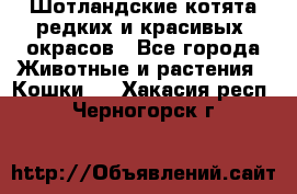 Шотландские котята редких и красивых  окрасов - Все города Животные и растения » Кошки   . Хакасия респ.,Черногорск г.